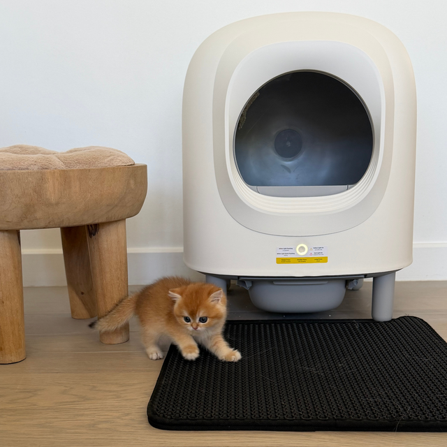 Petree Cube v2 – Selbstreinigende Katzenklo